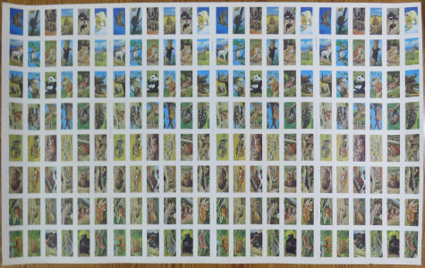 Series 1 Lipton - Front