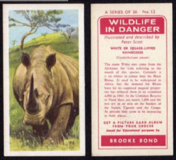 White Rhino