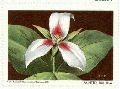 NWF 1961 Painted Trillium