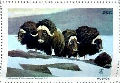 NWF 1963 MuskOx