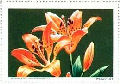 NWF 1963 Wood Lily